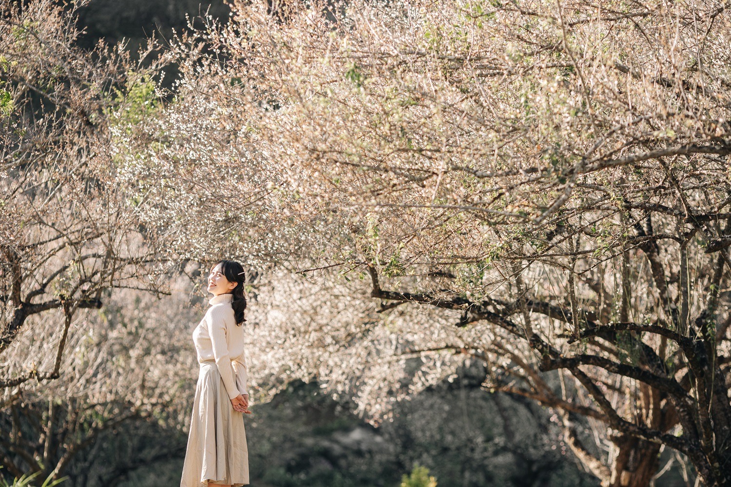 cẩm nang du lịch mộc châu chi tiết cho người mới - 1