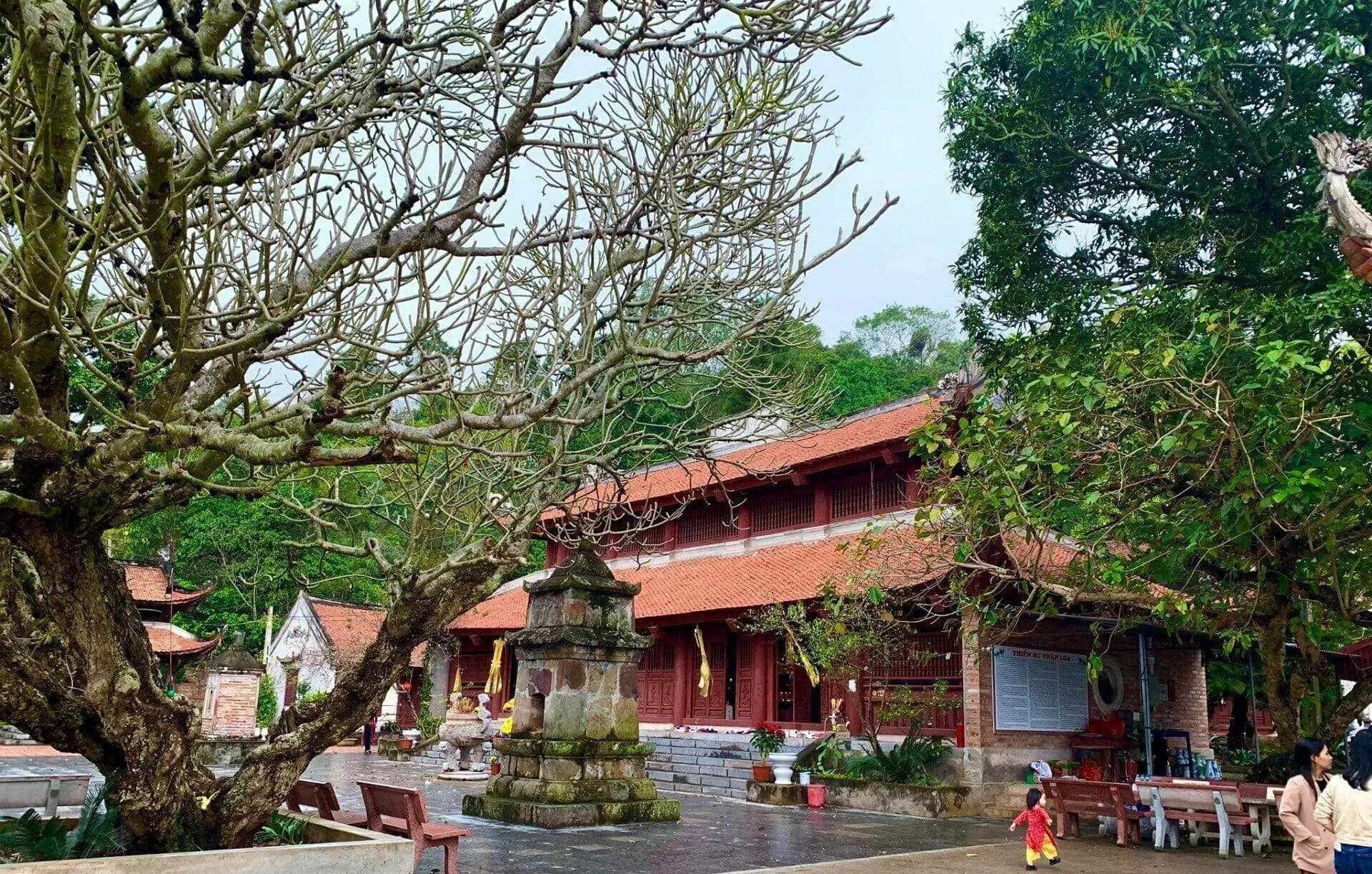 Hành trình "săn" lá phong hương trên đỉnh núi Thanh Mai