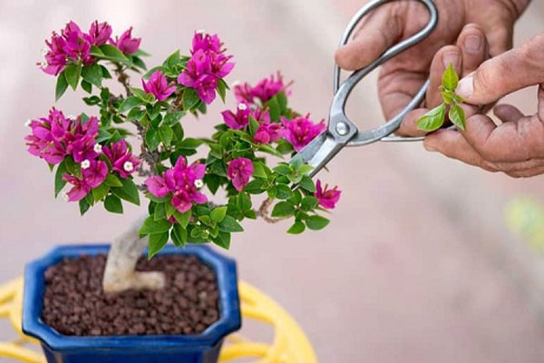 Hướng dẫn cách tỉa cành hoa giấy đúng kỹ thuật, ra nhiều hoa