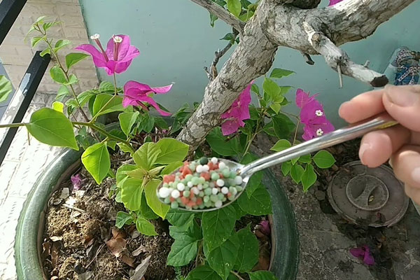 Hướng dẫn cách tỉa cành hoa giấy đúng kỹ thuật, ra nhiều hoa